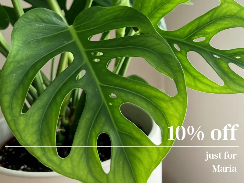 PDP image of a monsterra plant showing cart abandon with personalized 10% discount and editable name
