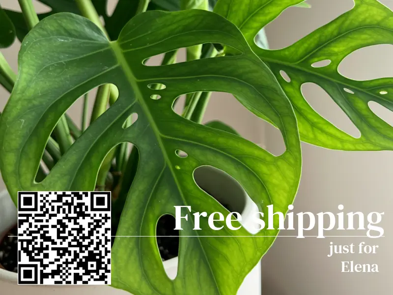 Free shipping over $20 for Elena